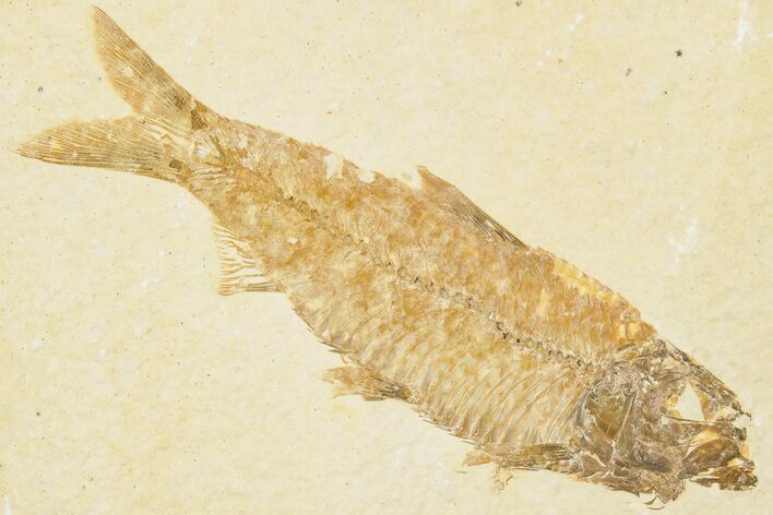 3.4" Detailed Fossil Fish (Knightia) - Wyoming